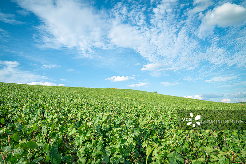法国的葡萄园山谷图片素材
