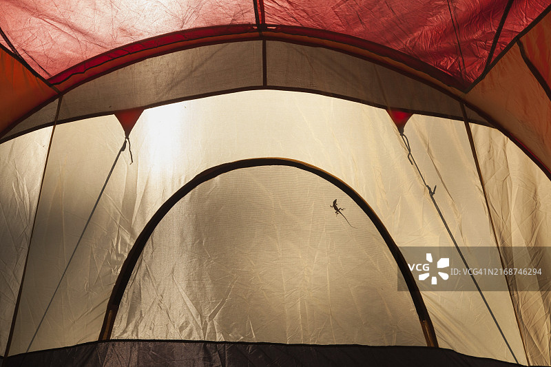 在白天光线照射下的露营帐篷内，蜥蜴的轮廓图片素材