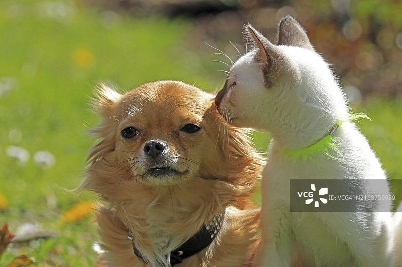 泰国猫和吉娃娃坐着图片素材