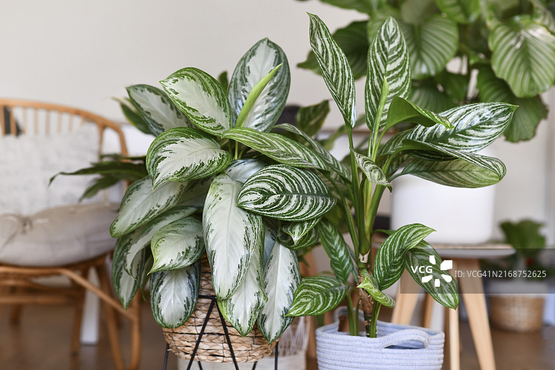 盆栽银皇后万年青图片素材