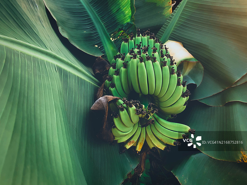 香蕉树特写图片素材