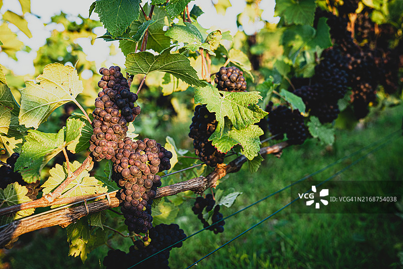 香槟酒庄悬挂着的茂盛葡萄图片素材