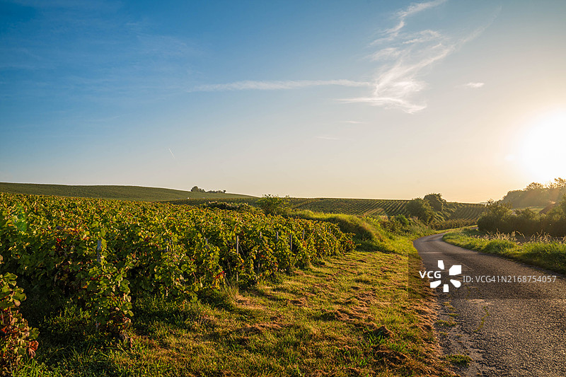 法国香槟产区的葡萄园图片素材