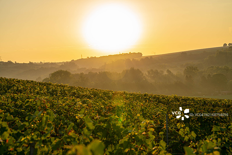 法国香槟产区的葡萄园图片素材