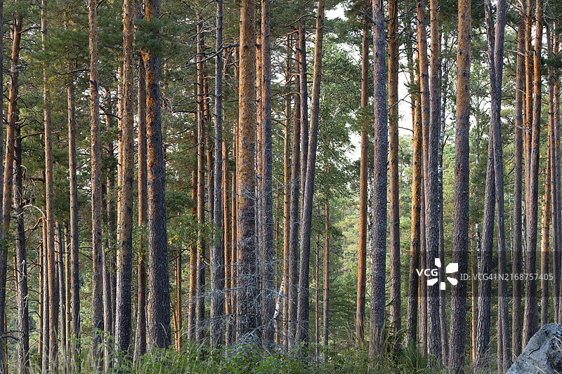 松树树干傍晚光线图片素材