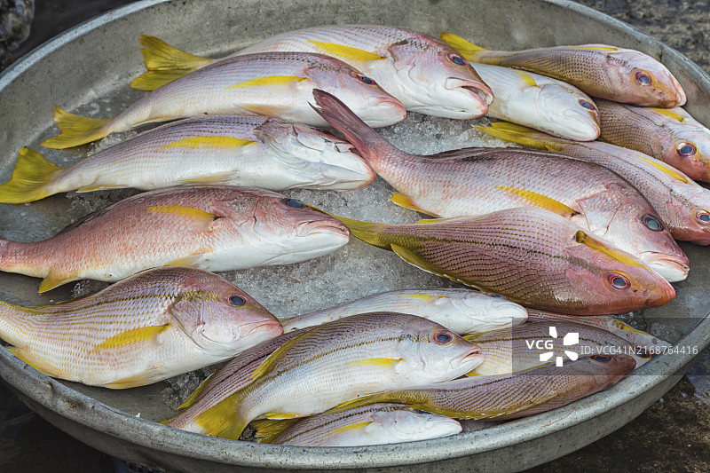 金属盘上的几条新鲜红鲷鱼图片素材