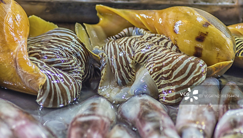 市场上的棕色条纹海螺图片素材
