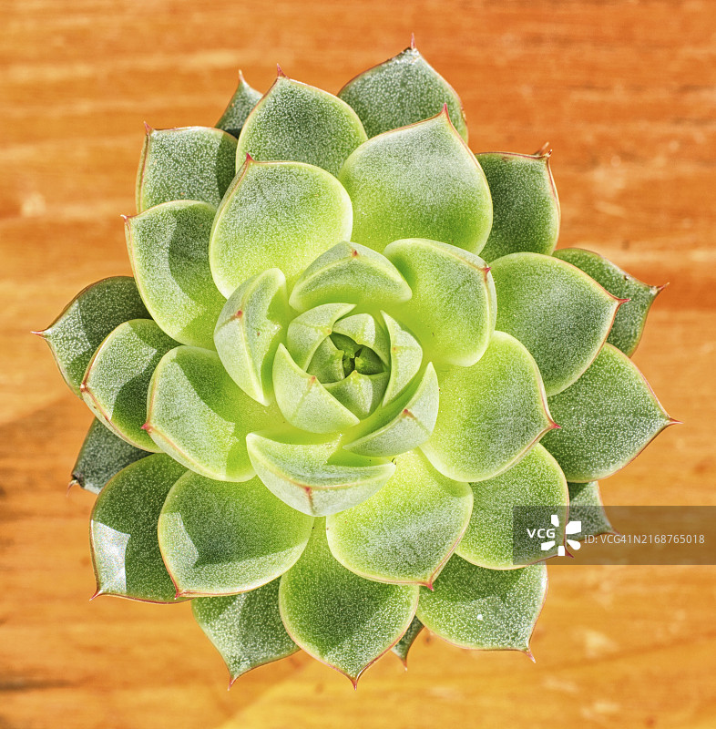 小花盆中的多肉植物图片素材