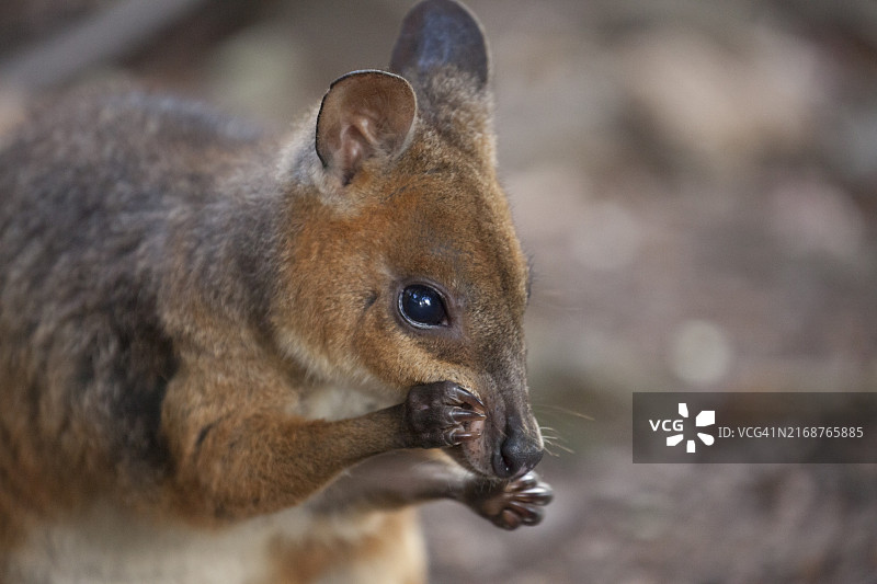 澳洲昆士兰的爪哇袋狸图片素材