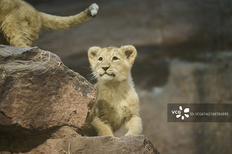 亚洲狮幼崽（波斯豹）坐在岩石上图片素材