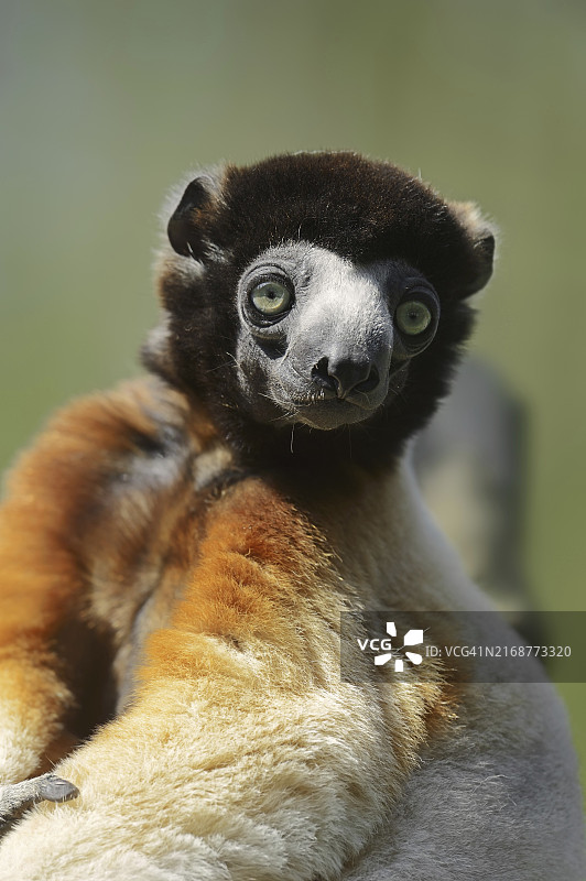 冕狐猴肖像，马达加斯加物种图片素材