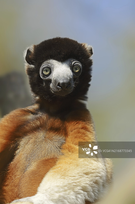 冕狐猴肖像，马达加斯加物种图片素材