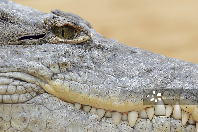 尼罗鳄（Crocodylus niloticus）的眼睛和牙齿，非洲图片素材