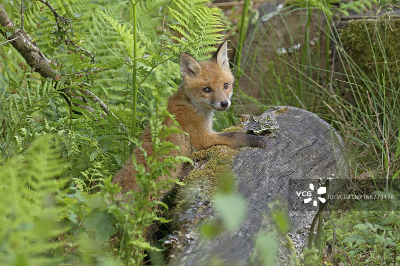 绿意森林中，潜伏在树干上的小赤狐图片素材