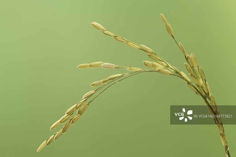水稻（Oryza sativa），稻穗，谷物穗图片素材