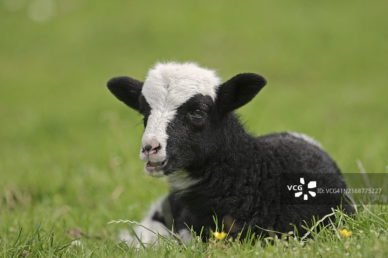 雅各布绵羊，小羊羔，德国下萨克森图片素材