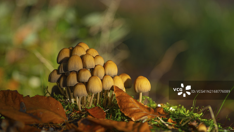 闪光菌特写，自然摄影，施内伦，诺伊施塔特图片素材