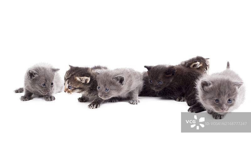 白色背景下的可爱小猫图片素材