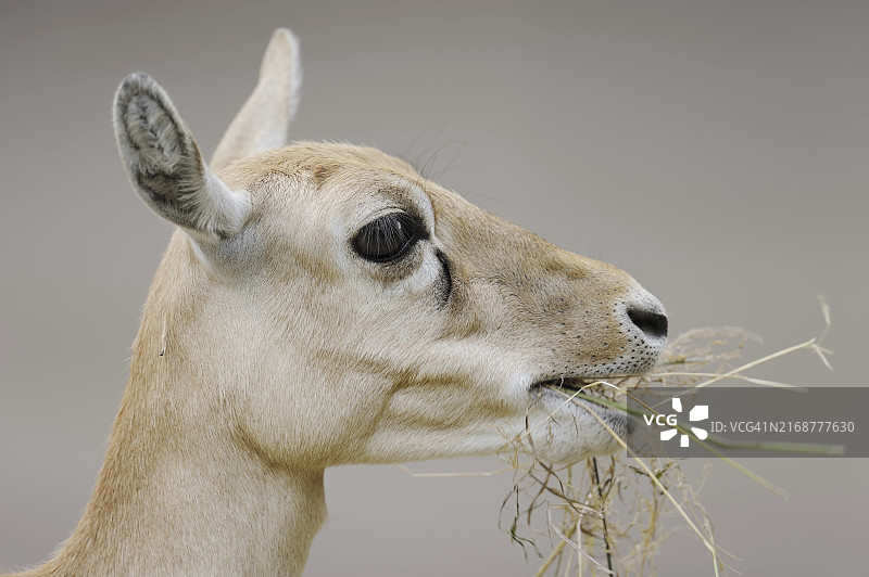 圈养雌性印度羚肖像图片素材