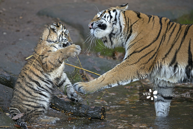 两只老虎在水中嬉戏互动，西伯利亚虎，阿穆尔虎（Phantera tigris altaica），幼崽图片素材