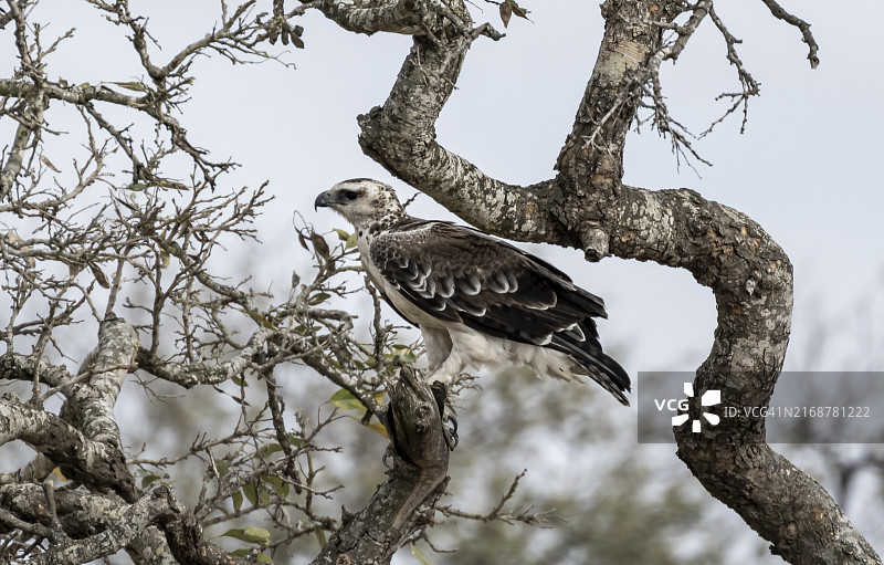 战雕栖息在树上，克鲁格国家公园，南非图片素材