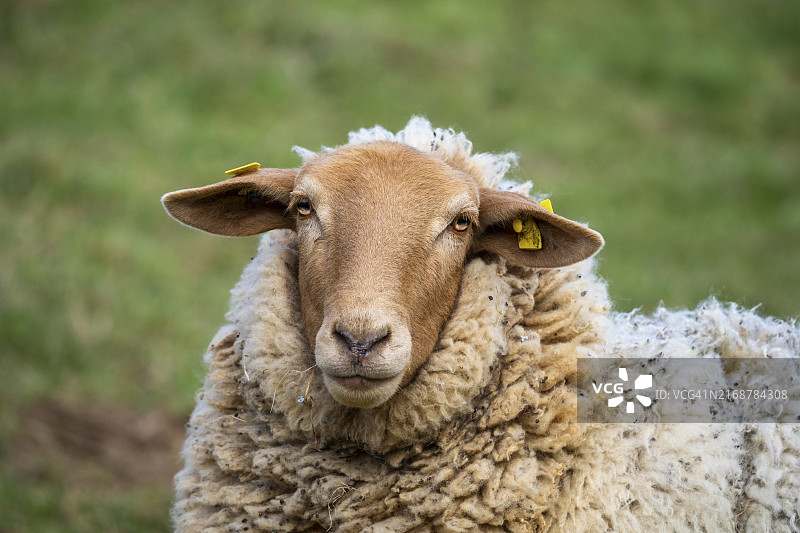 科堡栗绵羊的画像，棕色的头部，草地为背景图片素材