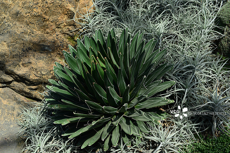 龙舌兰植物图片素材