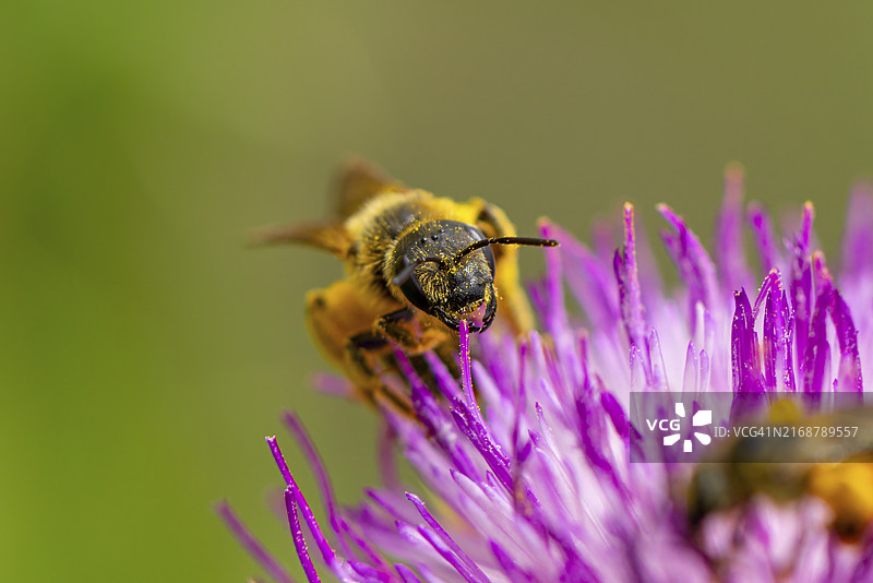 奥地利，野蜂在紫色蓟花上采集花粉的特写图片素材