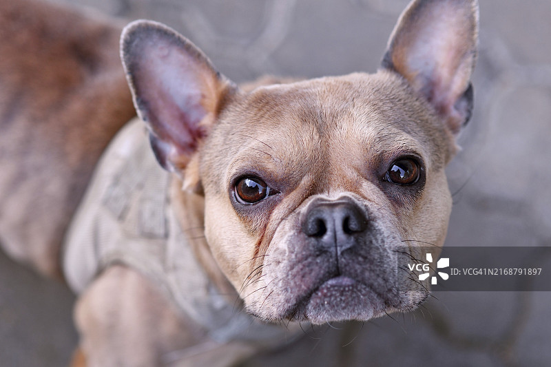 蓝色红色貂皮无面罩法国斗牛犬肖像图片素材