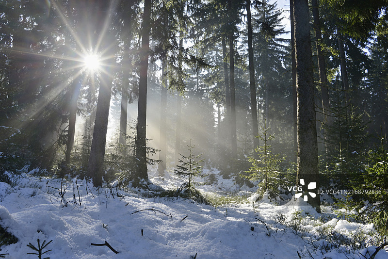 德国冬季融雪时森林景观（有挪威云杉）图片素材