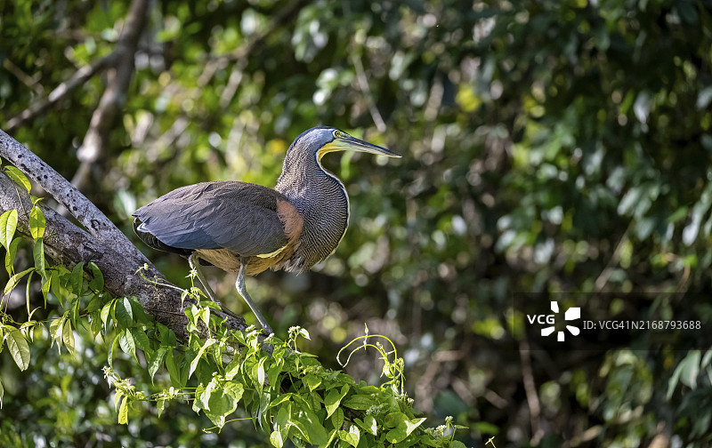 裸喉虎鹭(Tigrisoma mexicanum)栖息于树枝上，哥斯达黎加，中美洲图片素材
