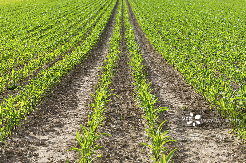 可再生能源的象征图像，田野里的年轻玉米植株，用于沼气生产，德国巴登-符腾堡图片素材