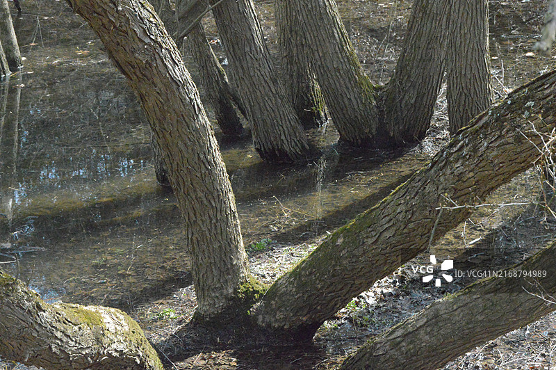 公园里的池塘图片素材