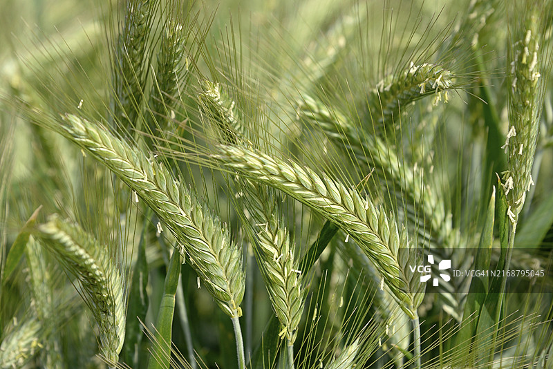 德国北莱茵-威斯特法伦州大麦田图片素材