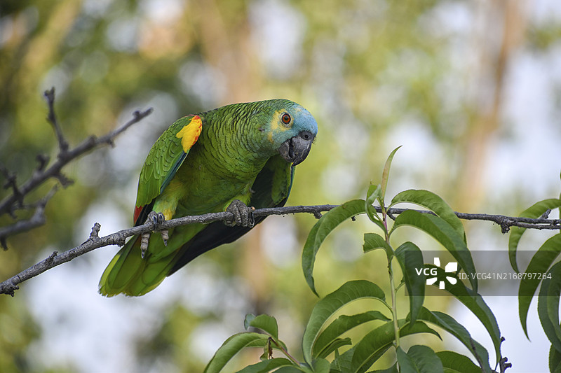 在阿根廷布宜诺斯艾利斯看到的野生蓝额亚马逊鹦鹉图片素材
