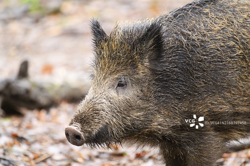 德国巴伐利亚弗兰肯尼亚，站在森林里的野猪图片素材