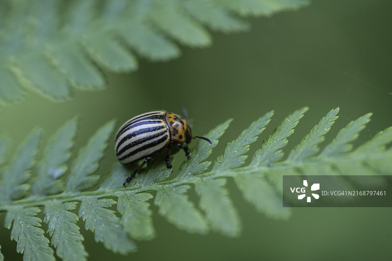 马铃薯甲虫，德国下萨克森图片素材