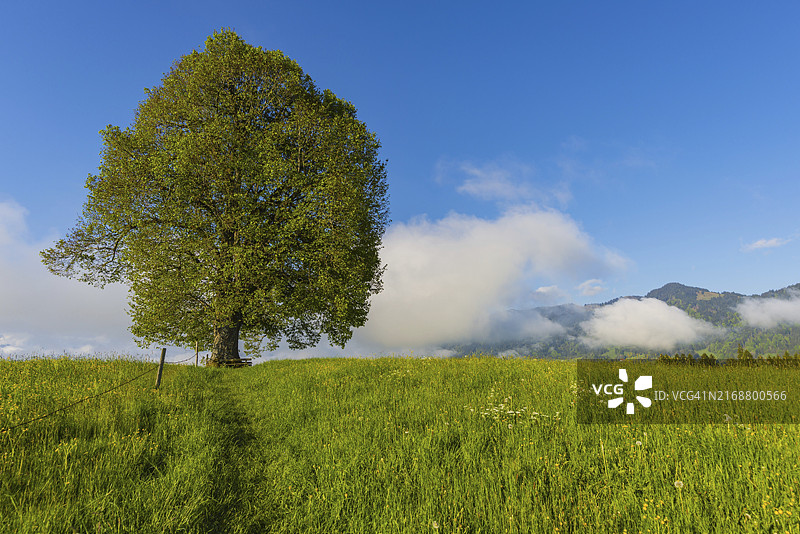 维特尔斯巴赫高地菩提树图片素材