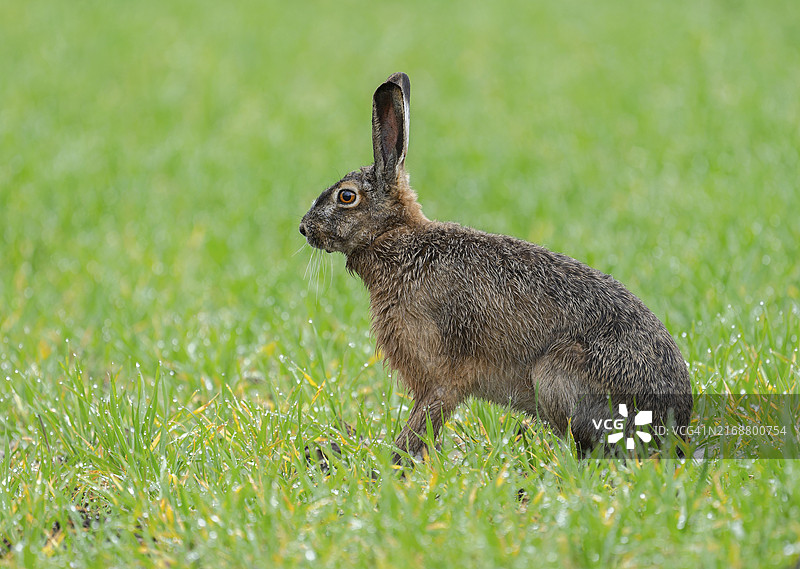 坐在粮田上的欧洲野兔图片素材