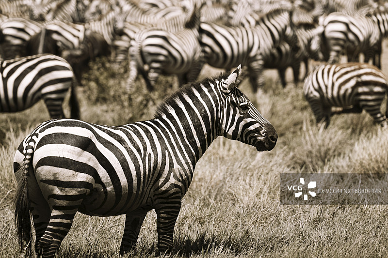 坦桑尼亚塞伦盖蒂国家公园的斑马图片素材