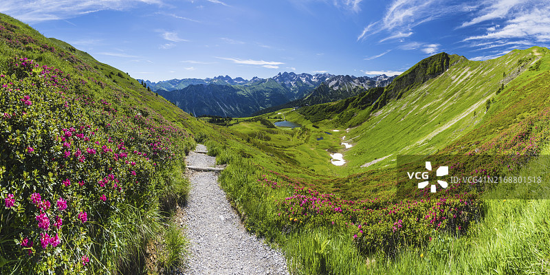 德国阿尔卑斯山杜鹃花全景图片素材