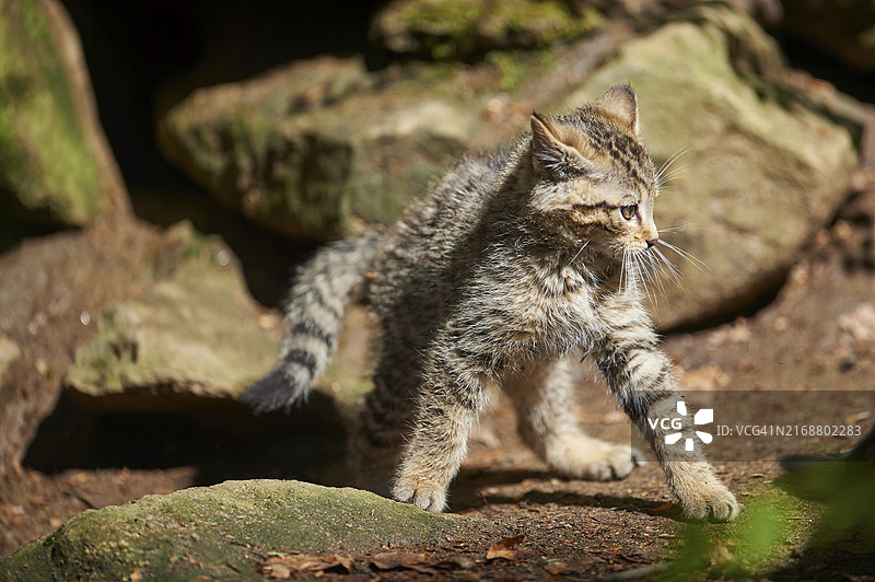 巴伐利亚森林中欧野猫幼崽特写图片素材