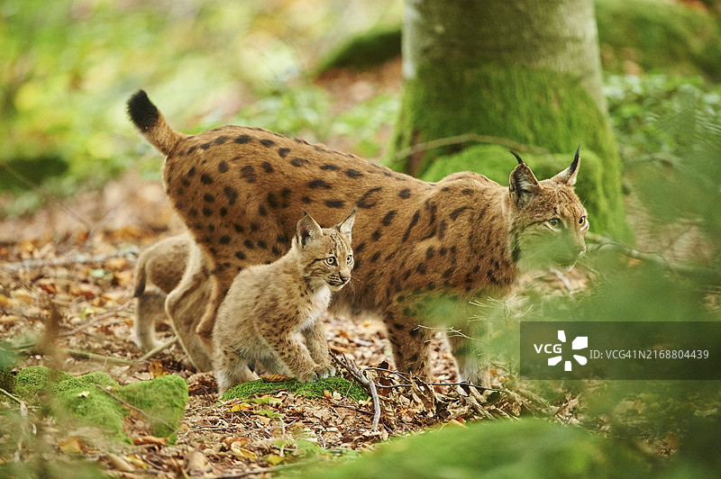 欧亚猞猁母兽与幼崽在森林中，圈养于德国巴伐利亚森林国家公园图片素材