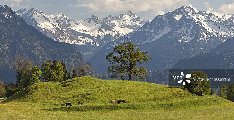 德国巴伐利亚阿尔高阿尔卑斯山脉背景下的春季牛群和树木图片素材