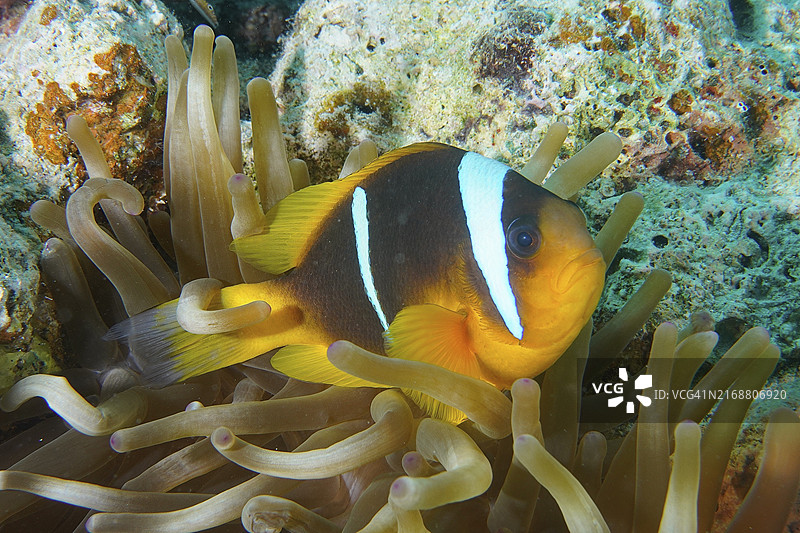 红海双带小丑鱼（Amphiprion bicinctus），海葵中的小丑鱼，带有白色和黑色条纹。埃及红海，奎塞尔，红树林湾，House Reef潜水点，非洲图片素材