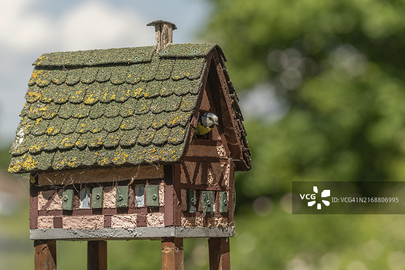 蓝山雀在鸟巢洞口向外看（德国）图片素材