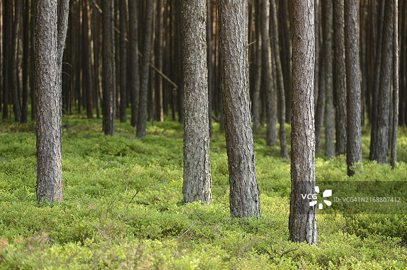 春季苏格兰松树林景观图片素材