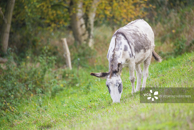 德国下萨克森州驴图片素材