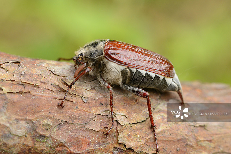 森林中春季常见的欧洲金龟子特写图片素材