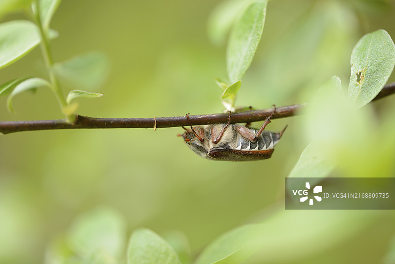 森林中春季常见的欧洲金龟子特写图片素材